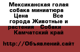 Мексиканская голая собака миниатюра › Цена ­ 53 000 - Все города Животные и растения » Собаки   . Камчатский край